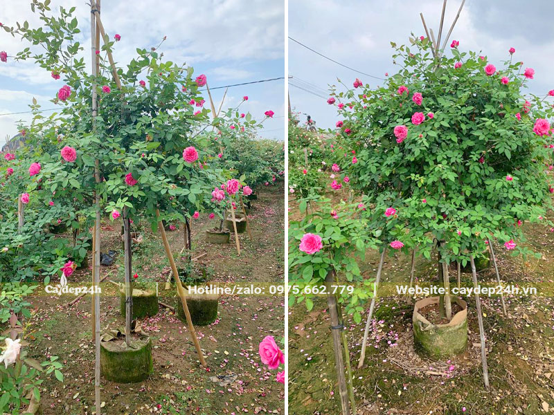 Vườn hồng cổ Sapa thoát thân 50 - 70cm, đang nở hoa