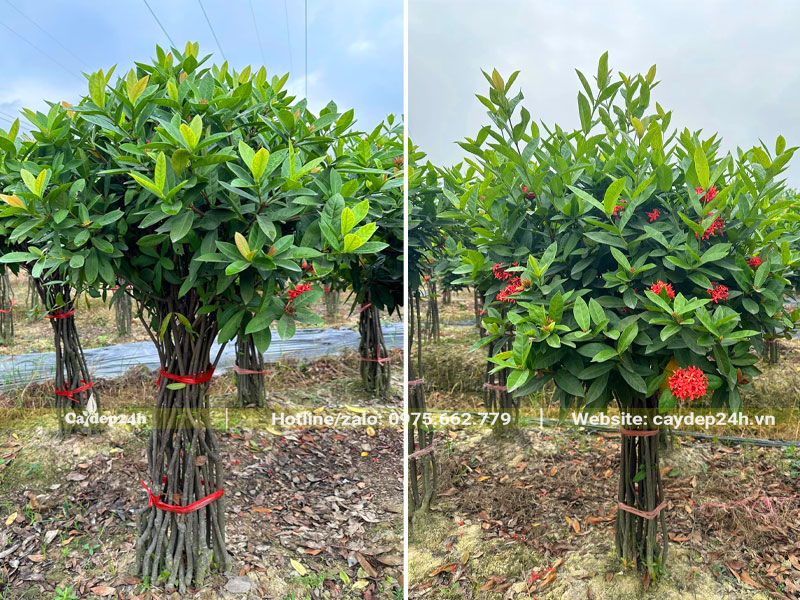 Chăm sóc vườn cây hoa Mẫu Đơn công trình thân bụi, đường kính gốc 15 - 20cm