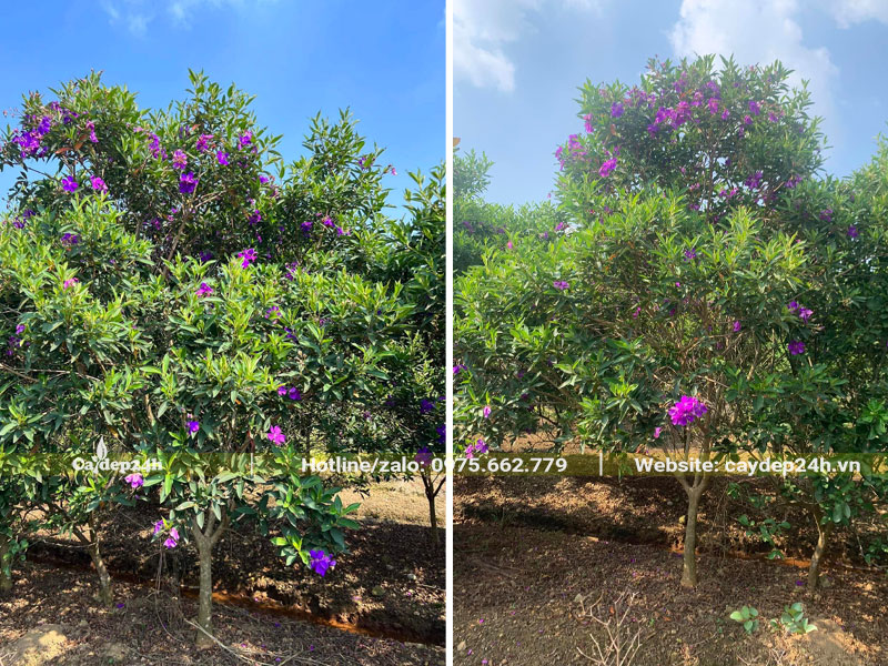 Hàng trăm cây Mua Úc cao 1,5 - 2m đường kính gốc 4 - 5cm