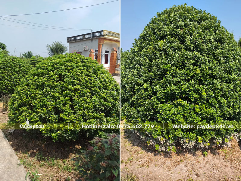Cắt tỉa tạo hình tán tròn cho cây ngâu lâu năm