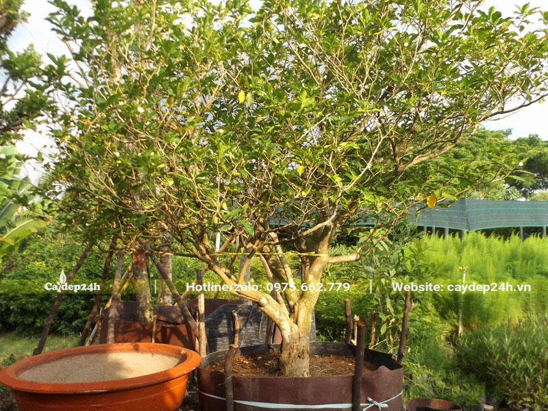 Cây hoa Ngọc Bút cổ thụ đường kính gốc 15cm dưỡng trong bầu nhiều năm