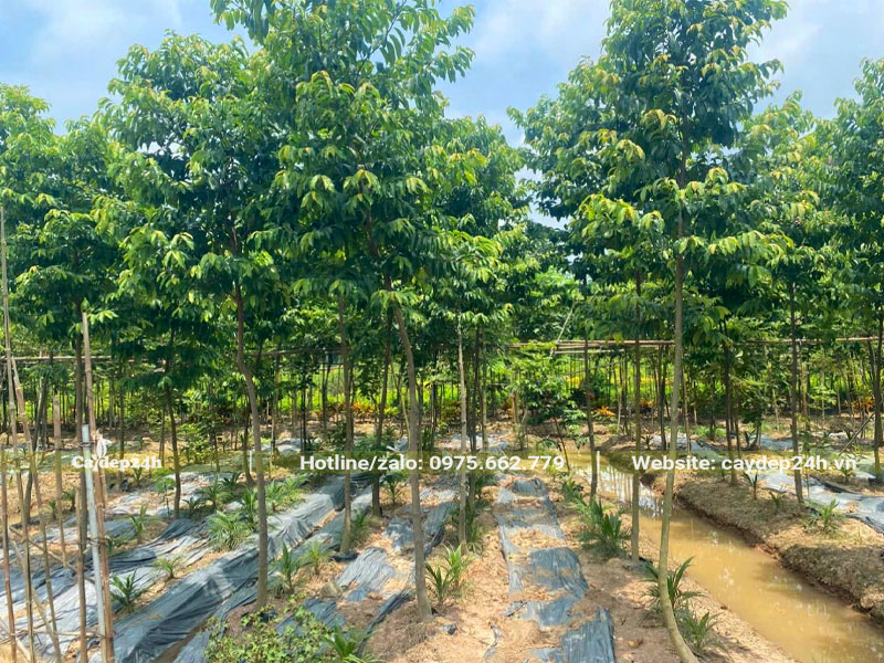 Vườn dưỡng hàng trăm cây Thị cao hơn 3m, đường kính gốc 5cm