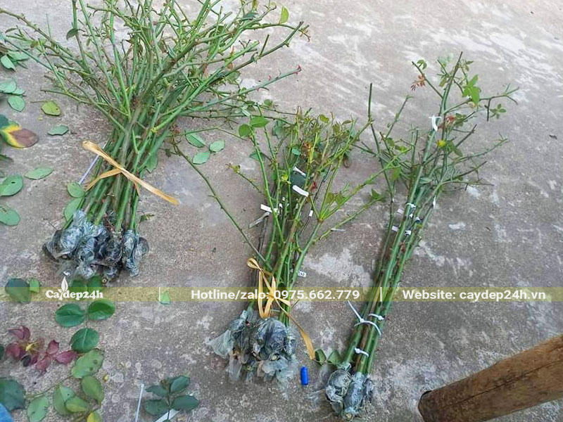 Cành chiết của cây hoa hồng cổ Sapa