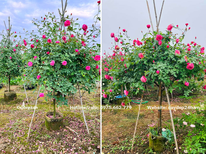 Cây hoa hồng cổ Sapa nở hoa, chiều cao cây khoảng 1m5