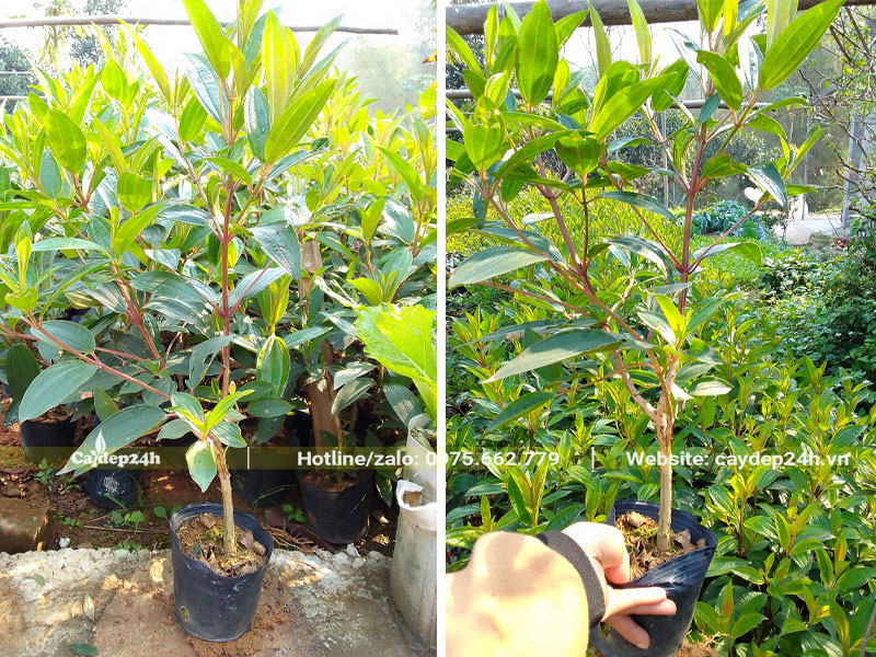 Cây Mua Úc nhân giống bằng cách giâm cành