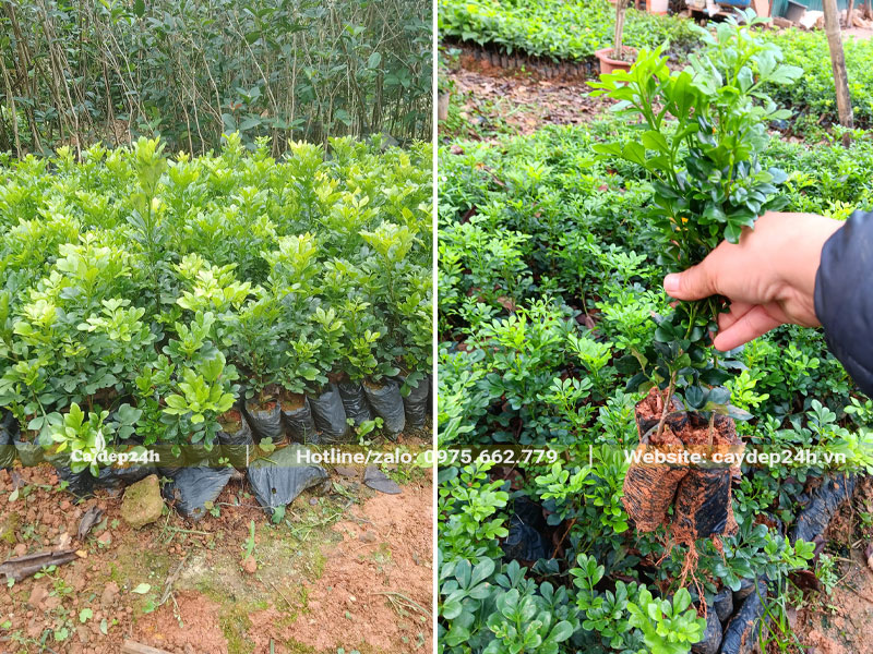 Vườn cây Ngâu giống cao 25 - 30cm