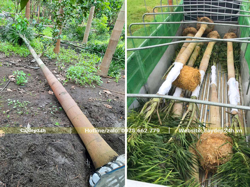 Trồng cây Cau Đuôi Chồn lâu năm, chiều cao lóng thân 3 - 4m
