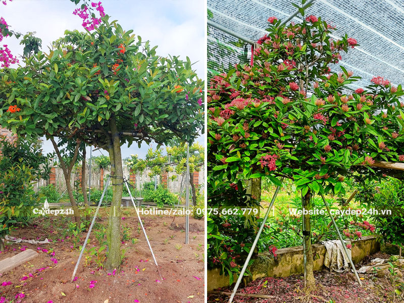 Cây Mẫu Đơn Ta lâu năm, đường kính gốc 5 - 10cm