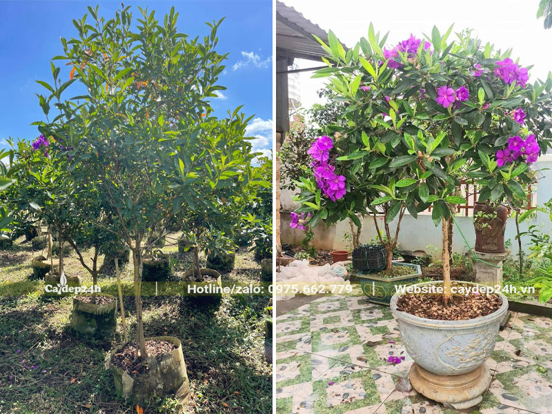 Mua Tím dâm ủ bầu nổi và cây đã trồng trong chậu cảnh