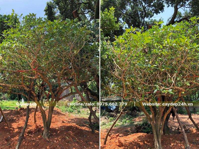 Trồng cây Ngọc Bút khủng cần phải chống cọc cẩn thận