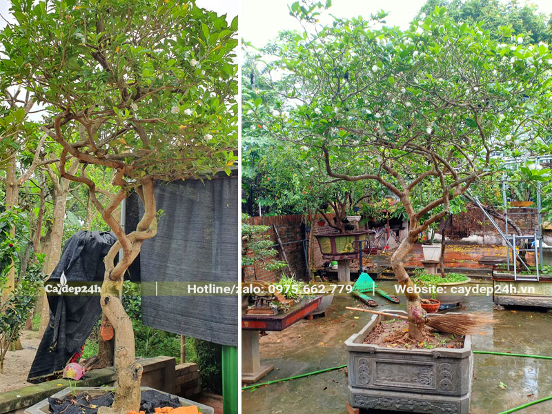 Thi công trồng cây Ngọc Bút trong chậu cảnh