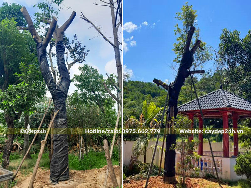 Thi công trồng cây Thị lâu năm trong sân vườn biệt thự