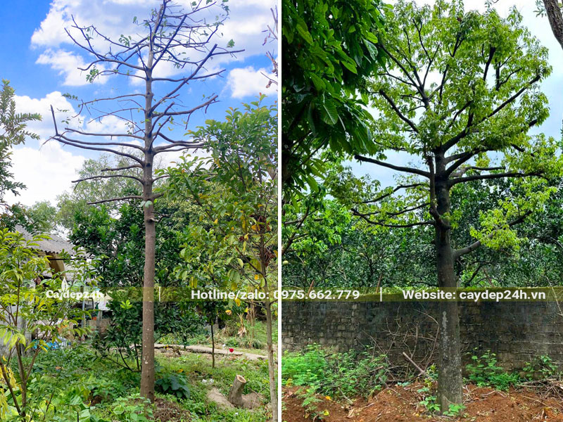 Cây Thị lâu năm dâm ủ kỹ, lá non đa ra rất nhiều