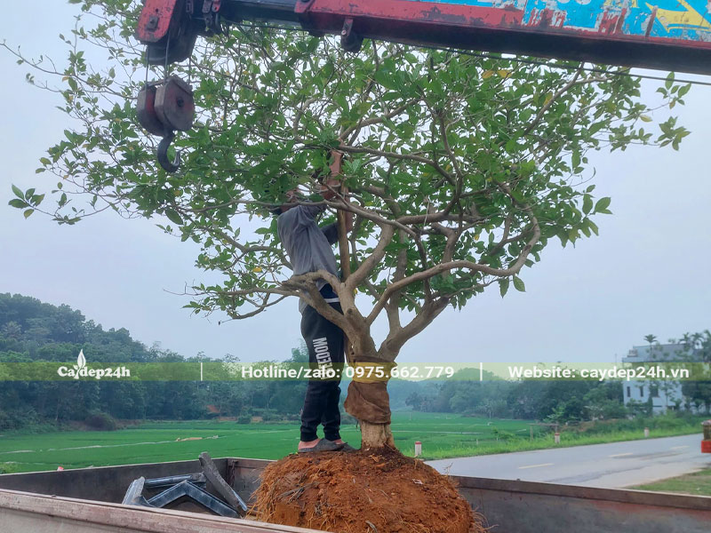 Cây Ngọc Bút đường kính gốc 15 - 18cm được cần cẩu nâng lên xe