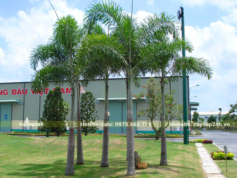 Cau Đuôi Chồn trồng thành cụm, chiều cao đạt 3 - 4m