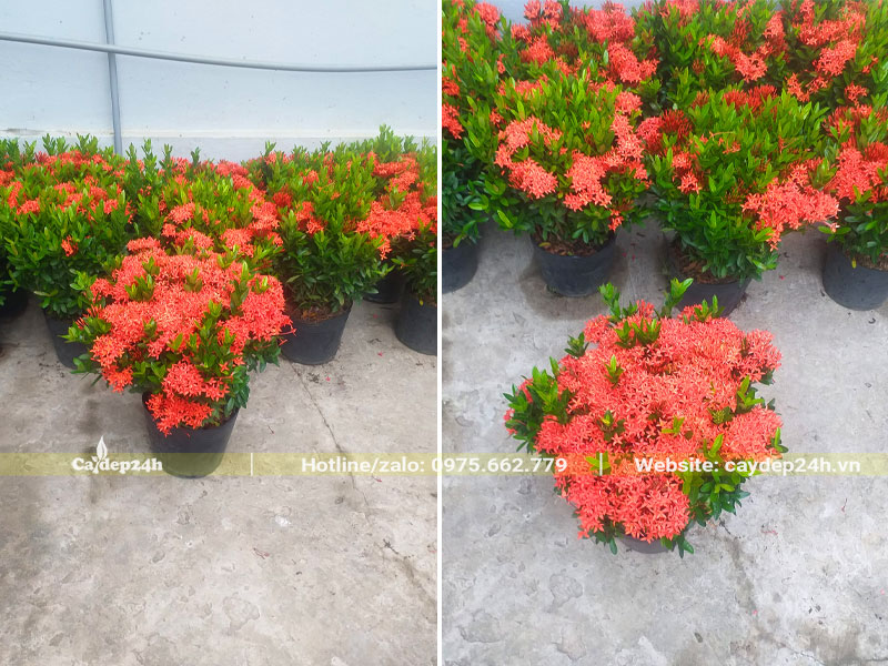 Hàng trăm cây Trang Đỏ trồng viền chiều cao 25 - 30cm