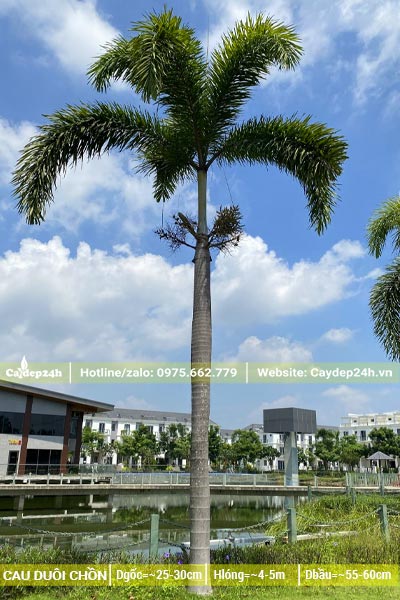 Cau Đuôi Chồn lâu năm trồng công trình, chiều cao lóng hơn 4m