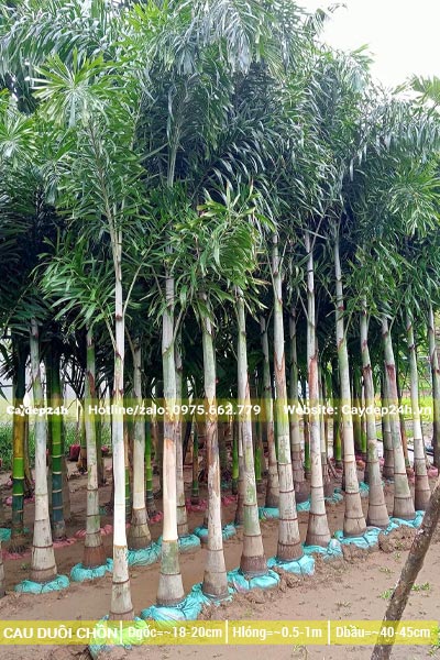 Cau Đuôi Chồn nhỏ, lộ thân 50cm