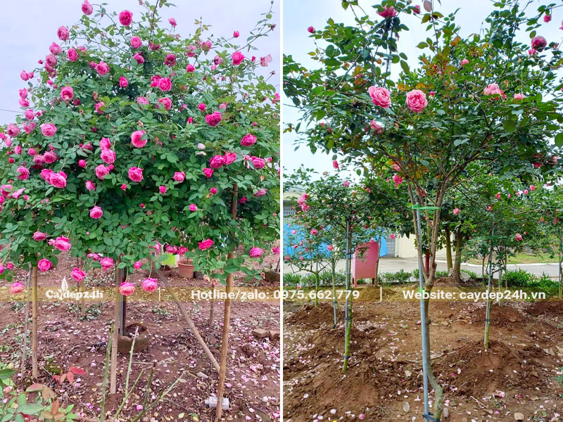 Vườn trồng cây hoa Hồng cổ Sapa lâu năm chiều cao 2m