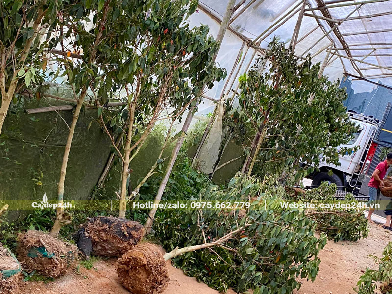 Bứng bầu cây Mua Úc dâm ủ thời gian dài