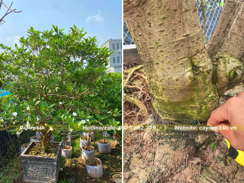 Đo đường kính, kích thước vanh gốc của cây Ngọc Bút cổ thụ