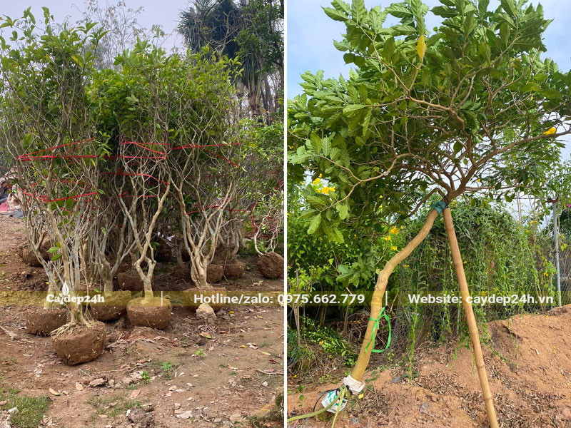 Bứng số lượng lớn cây hoa Ngọc Bút đường kính gốc 5 - 8cm