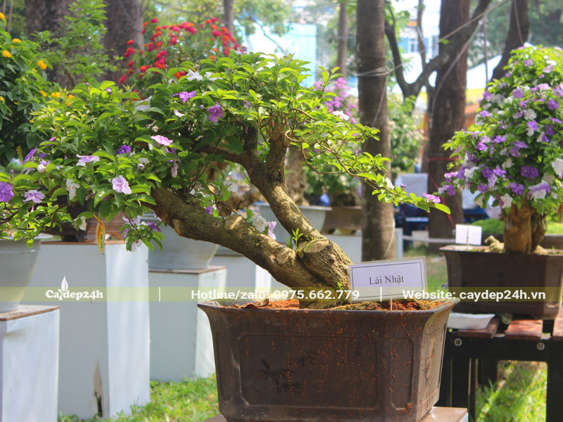 Chậu cây Nhài Nhật bonsai đẹp