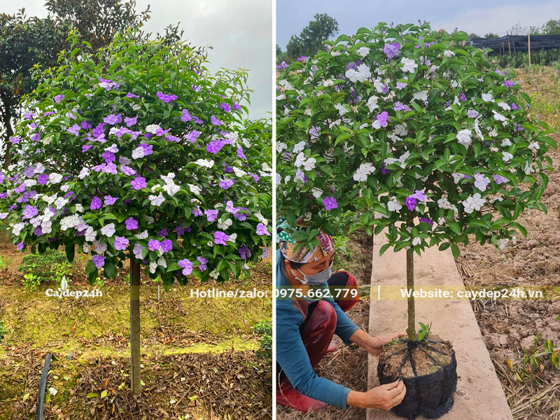 Thợ vườn mới bứng cây hoa Nhài Nhật thoát thân, bọc bầu cẩn thận