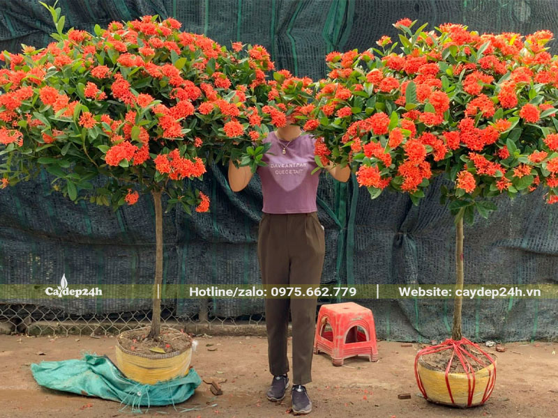 Cây hoa Mẫu Đơn thoát thân nở hoa đẹp, mới bứng bầu