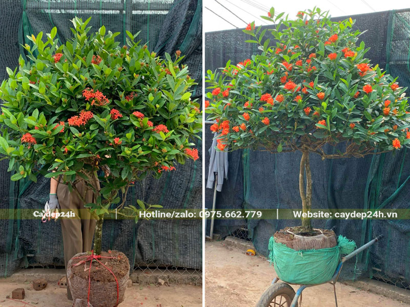 Mua cây hoa Mẫu Đơn đường kính bầu 40cm