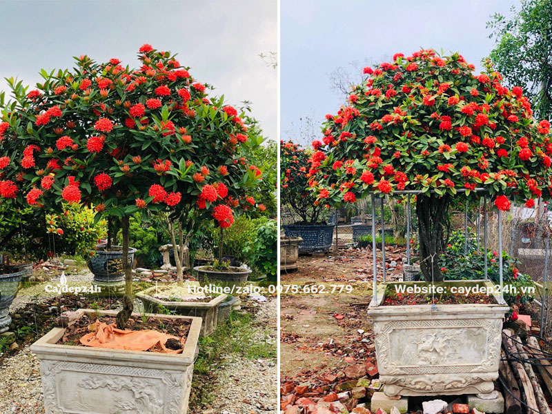 Những chậu cây Mẫu Đơn đỏ lâu năm