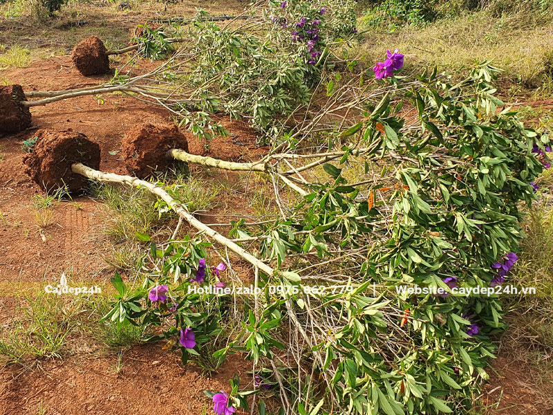 Mua Úc cao khoảng 2m