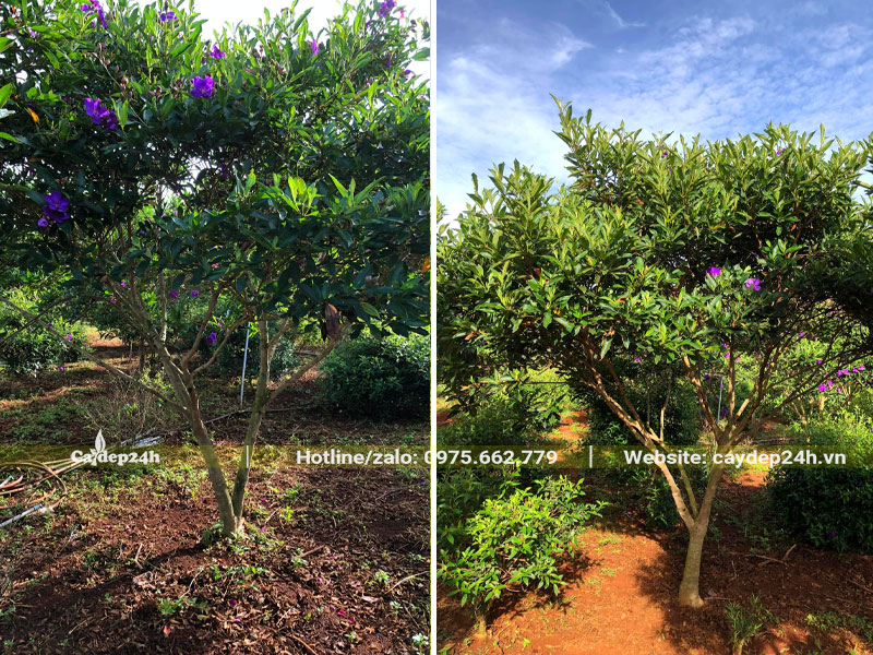 Cây Mua Úc trưởng thành