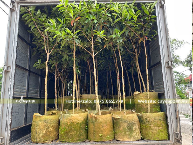 Hàng chục cây Mua Úc cao 1m, đường kính gốc 1 - 2cm