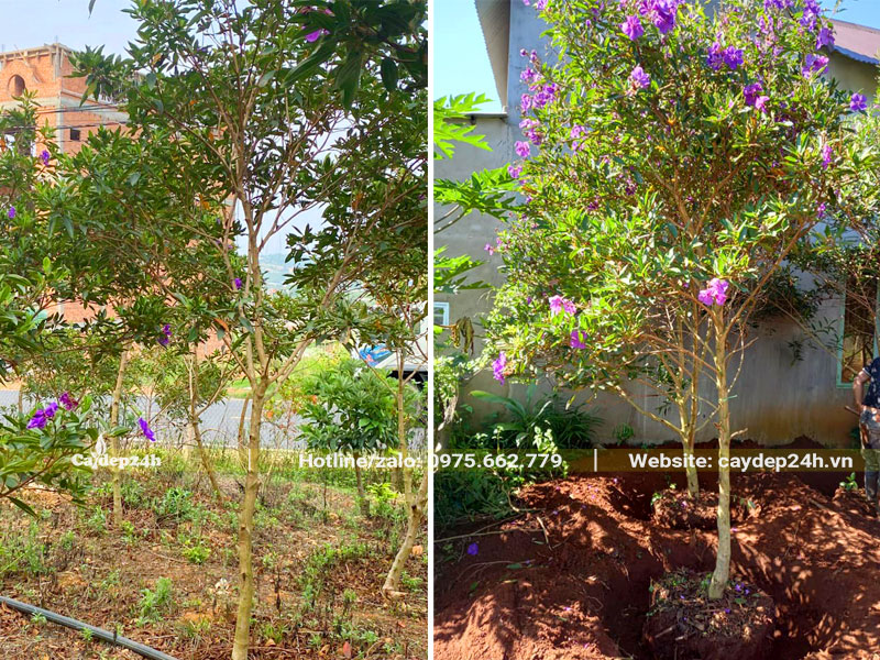 Bứng cây Mua Úc tại vườn, chiều cao cây khoảng 2m5