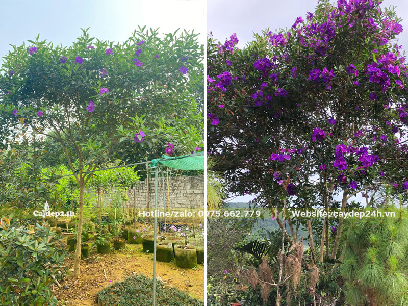 Cây Mua Úc cao hơn 2m nở hoa tím rực rỡ
