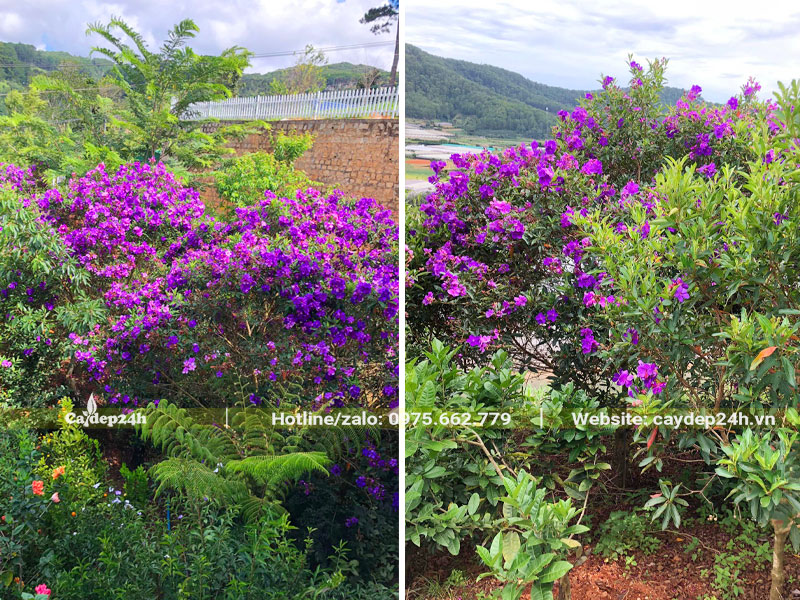 Sắc hoa tím xinh đẹp của cây Mua Úc công trình