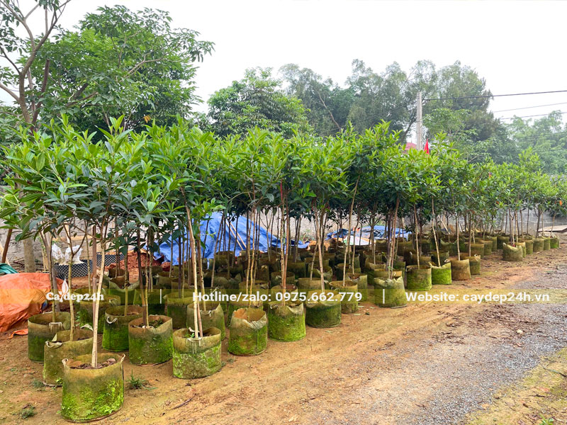 Mua Úc trồng bầu cao gần 2m