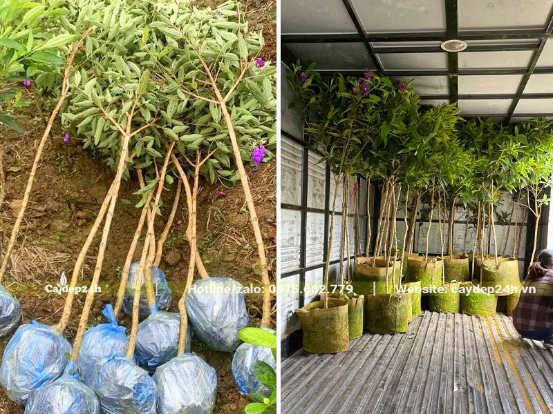 Mua Úc bứng nóng và cây dưỡng ủ