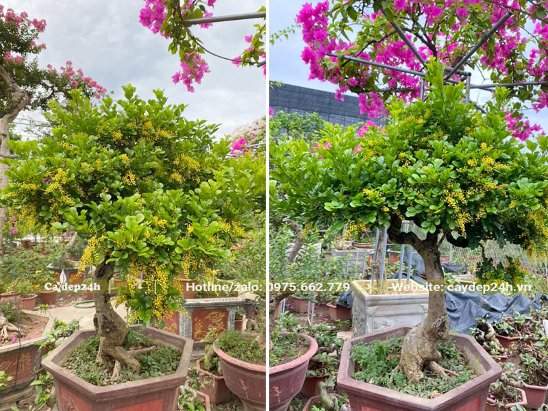 Cây Ngâu bonsai cổ thụ, chiều cao gần 1m