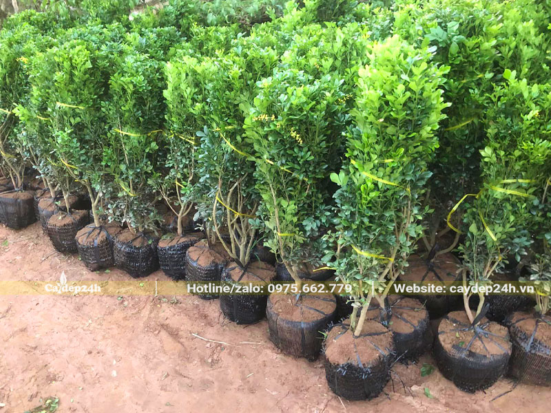 Ngâu trồng hàng rào công trình, chiều cao khoảng 1m