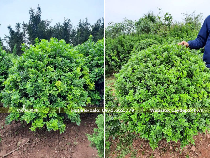 Vườn cây Ngâu tròn tán đẹp, chiều cao khoảng 1- 1m2