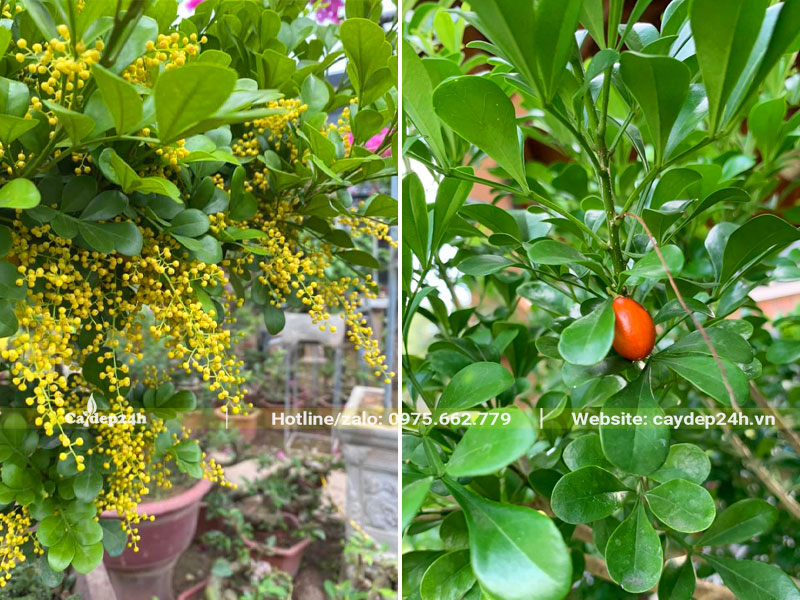 Cây Ngâu Ta ra hoa