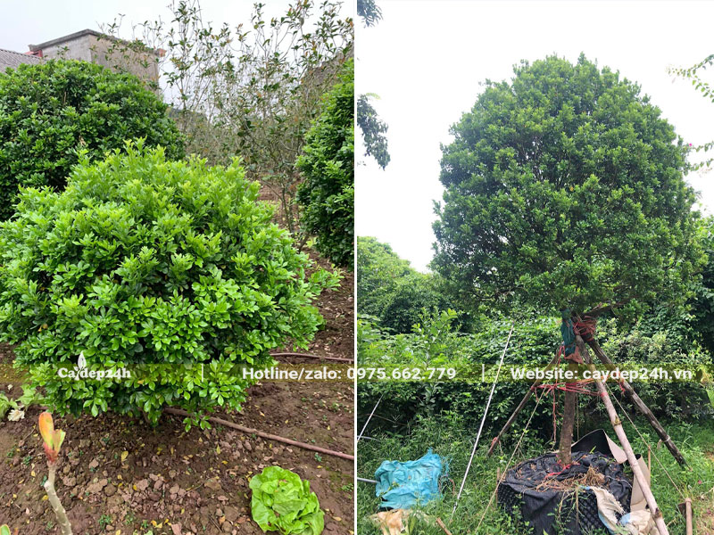 Giâm ủ cây Ngâu công trình