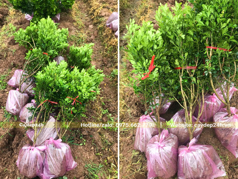 Bứng bầu cây Ngâu nhỏ chiều cao 50cm