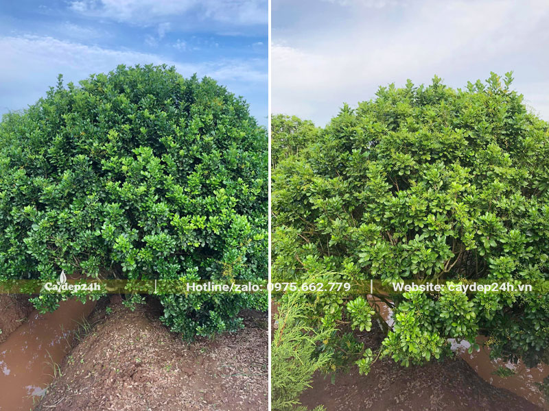 Tán cành đường kính gần 2m