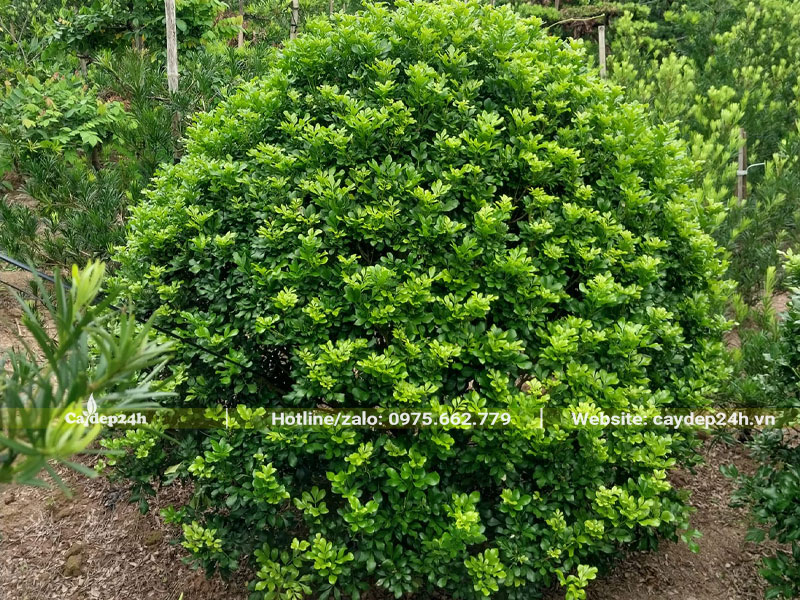 Cây Ngâu tròn đang ra lộc non 