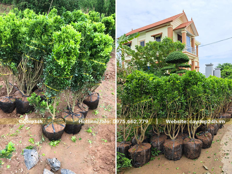 Thi công trồng cây Ngâu cao 1m trong sân vườn biệt thự
