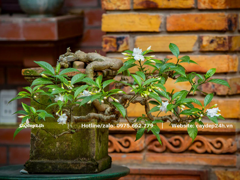 Chậu cây hoa Ngọc Bút bonsai mini
