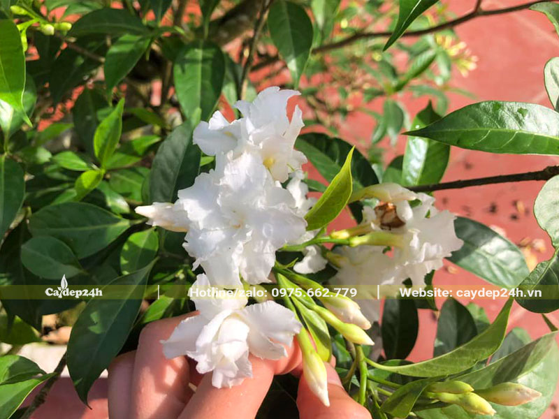 Chùm hoa Ngọc Bút trắng tinh